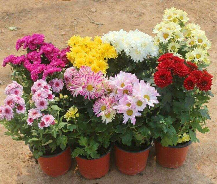 菊花盆景怎么管理养护