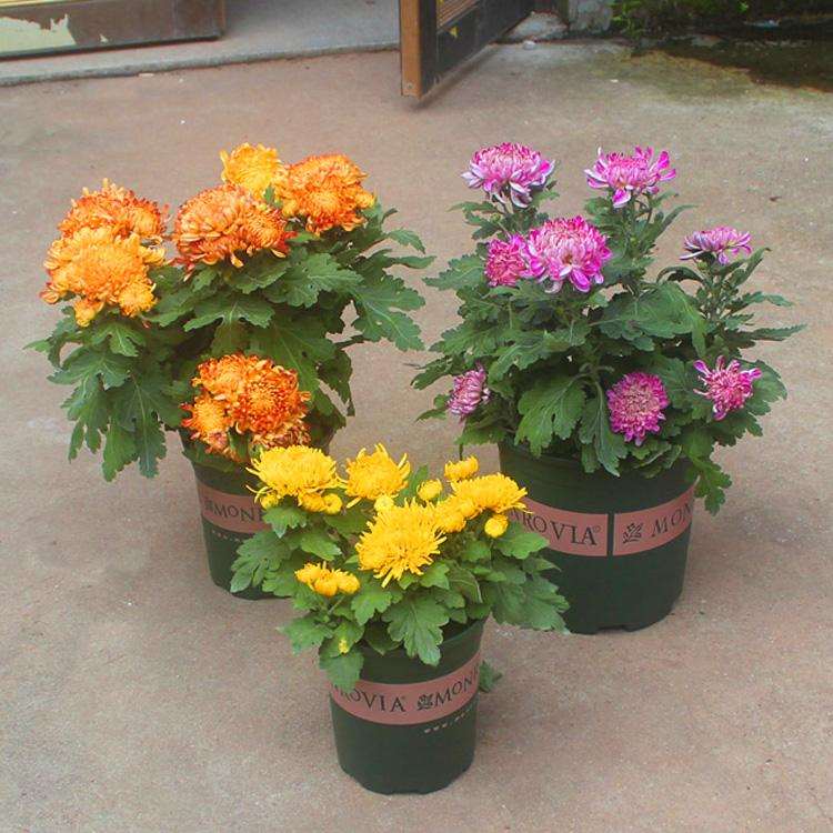 菊花盆景怎么嫁接的2个方法