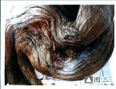 图解 如何制作柏树盆景的苍劲纹理