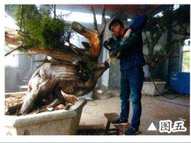 图解 如何制作柏树盆景的苍劲纹理