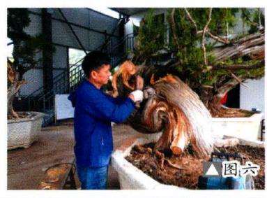 图解 如何制作柏树盆景的苍劲纹理