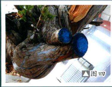 图解 如何制作柏树盆景的苍劲纹理