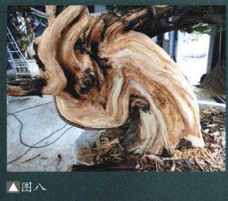 图解 如何制作柏树盆景的苍劲纹理