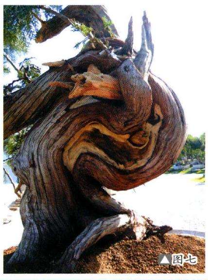 图解 如何制作柏树盆景的苍劲纹理