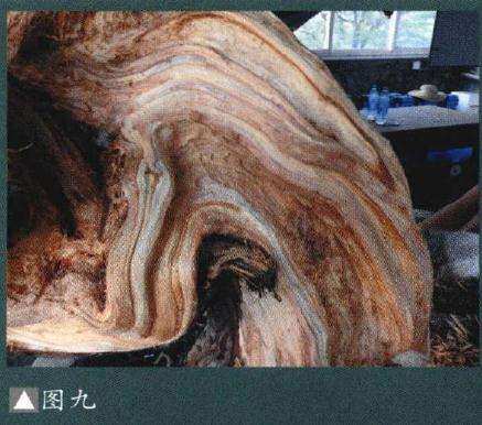 图解 如何制作柏树盆景的苍劲纹理