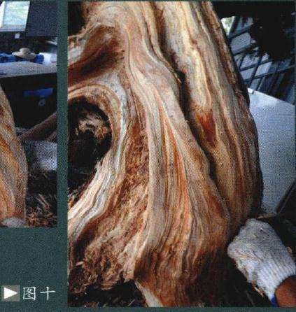 图解 如何制作柏树盆景的苍劲纹理