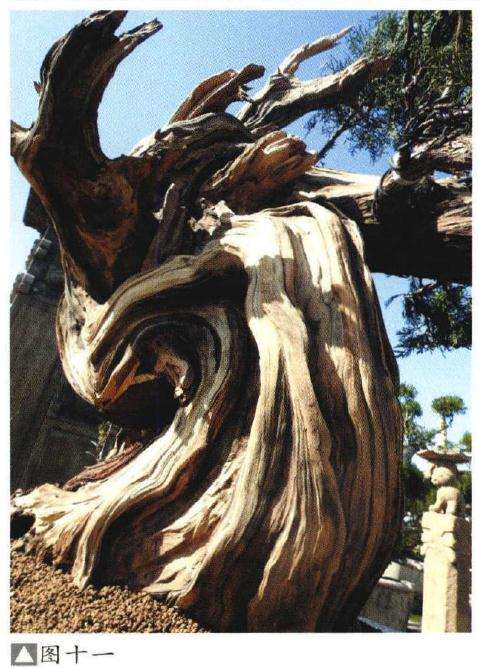图解 如何制作柏树盆景的苍劲纹理
