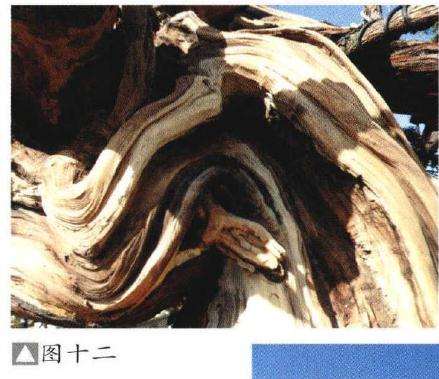 图解 如何制作柏树盆景的苍劲纹理