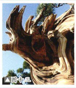 图解 如何制作柏树盆景的苍劲纹理