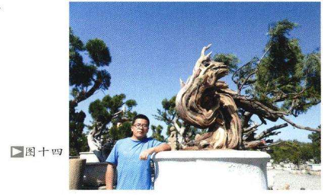 图解 如何制作柏树盆景的苍劲纹理