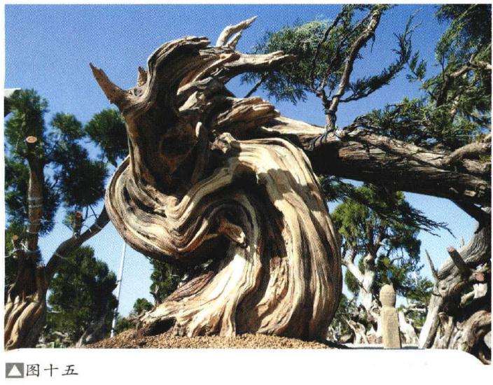 图解 如何制作柏树盆景的苍劲纹理