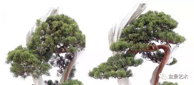 图解 真柏盆景怎么整姿换盆的12个过程