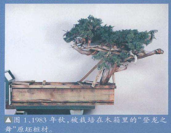 被栽培在木箱里的盆景桩材