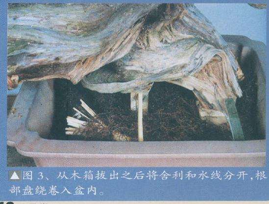 图解 木村正彦真柏盆景《登龙之舞》的制作过程