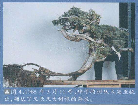 图解 木村正彦真柏盆景《登龙之舞》的制作过程