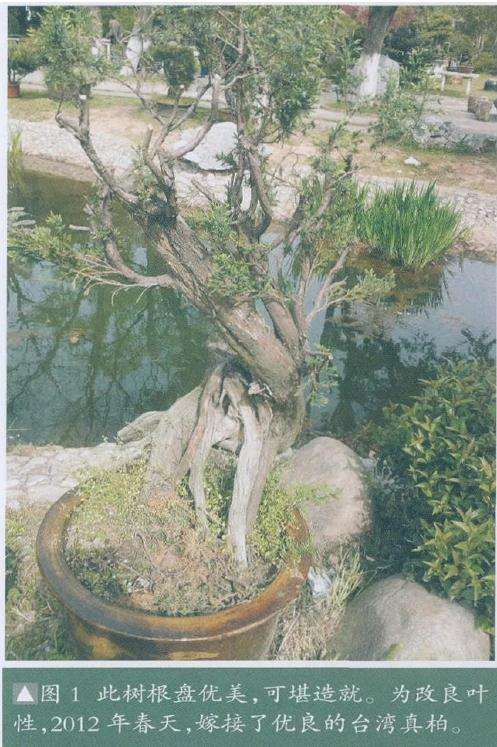 此树根盘优美