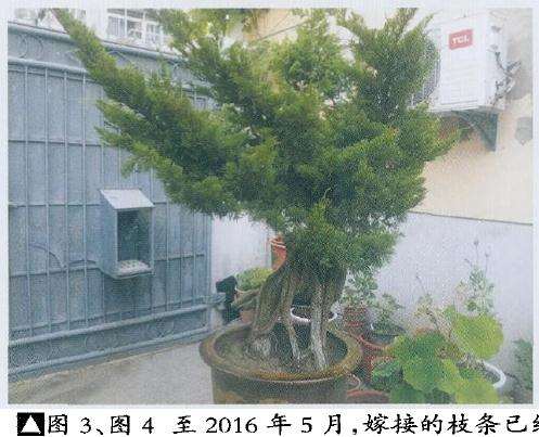 嫁接的枝条已经长得壮实丰满