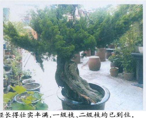 嫁接的枝条已经长得壮实丰满