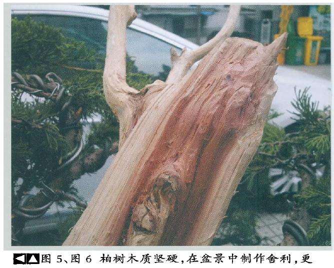 图解 真柏盆景《金戈铁马》怎么制作