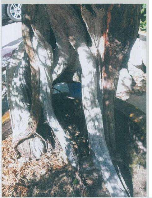 图解 真柏盆景《金戈铁马》怎么制作