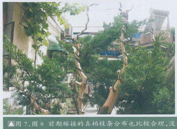 前期嫁接的真柏枝条分布也比较合理