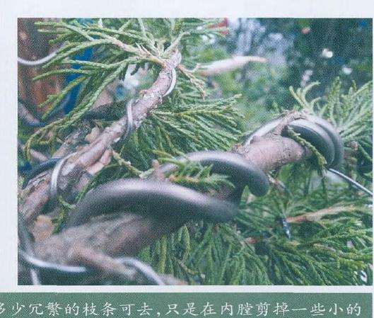 前期嫁接的真柏枝条分布也比较合理