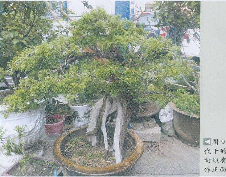 此树的正面较难确定如果把以根代干的最大面做正面