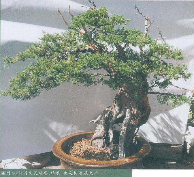 图解 真柏盆景《金戈铁马》怎么制作