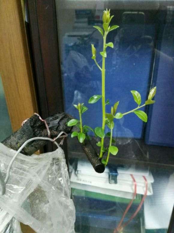 金弹子下山桩生桩发芽
