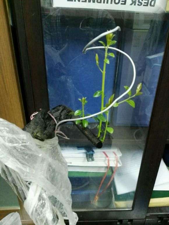 金弹子下山桩生桩发芽
