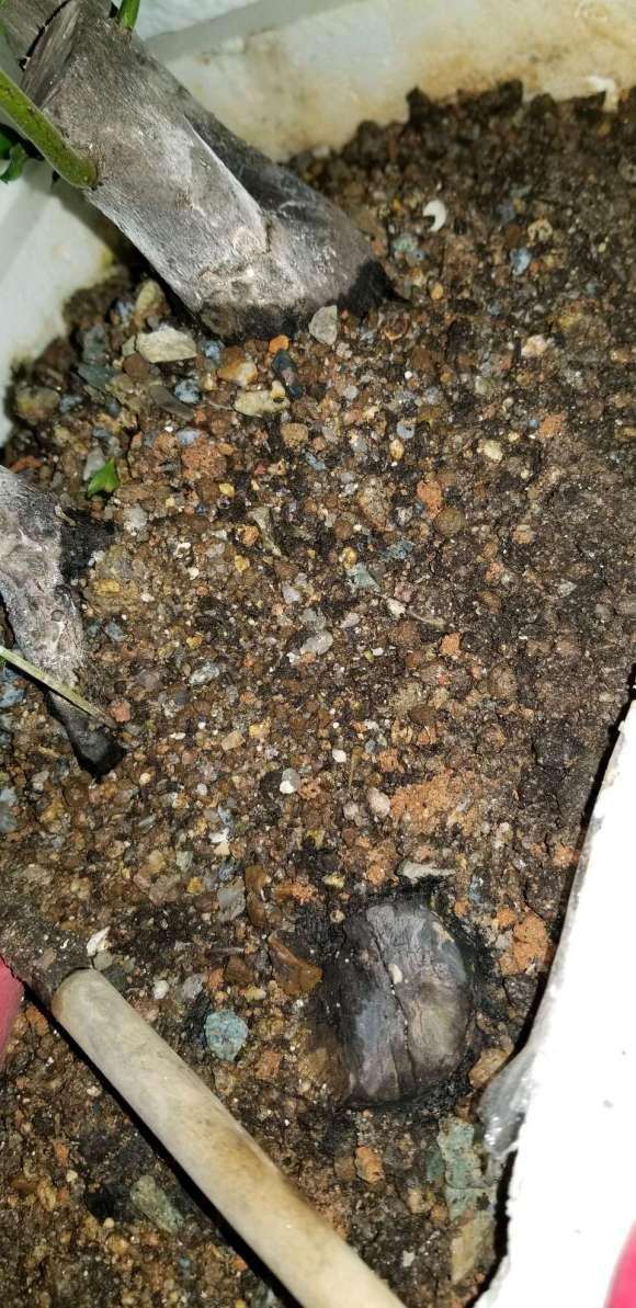 金弹子下山桩生桩发芽开花同步