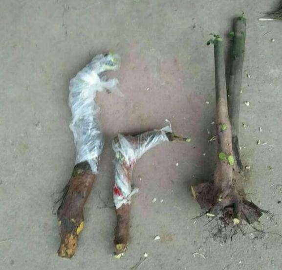 金弹子下山桩生桩嫁接枝发芽了