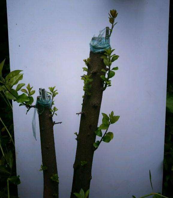 金弹子下山桩生桩嫁接枝发芽了