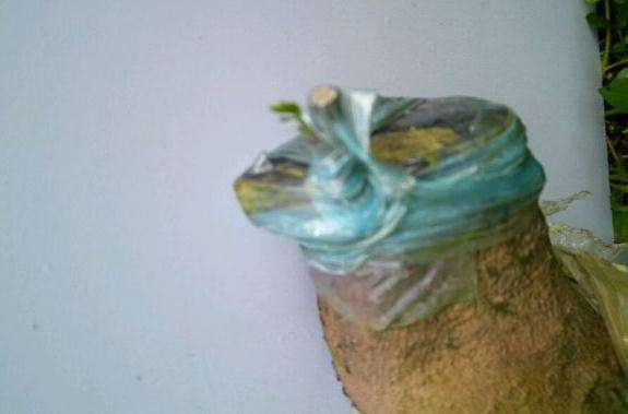 金弹子下山桩生桩嫁接枝发芽了