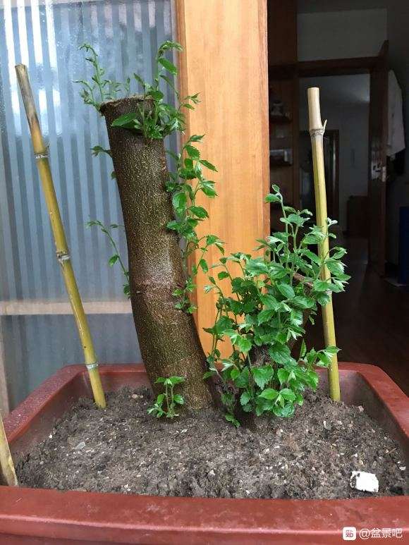 下山桩生桩发芽15天了 还继续放养吗