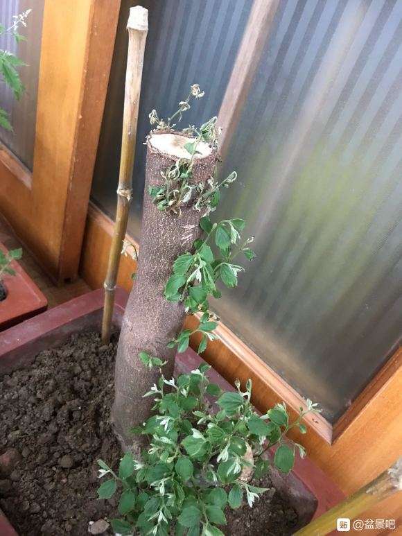 下山桩生桩发芽15天了 还继续放养吗