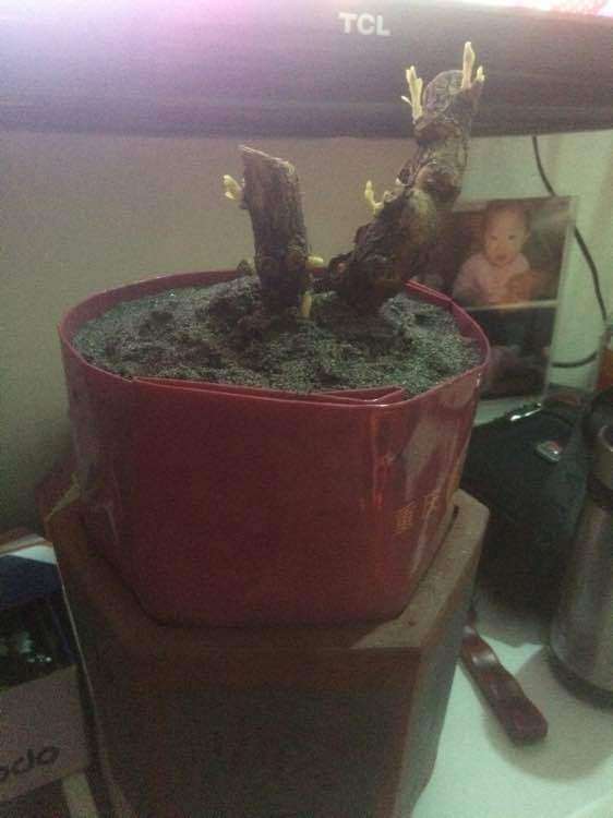 枸杞下山桩生桩发芽了