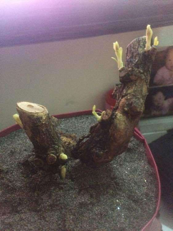 枸杞下山桩生桩发芽了