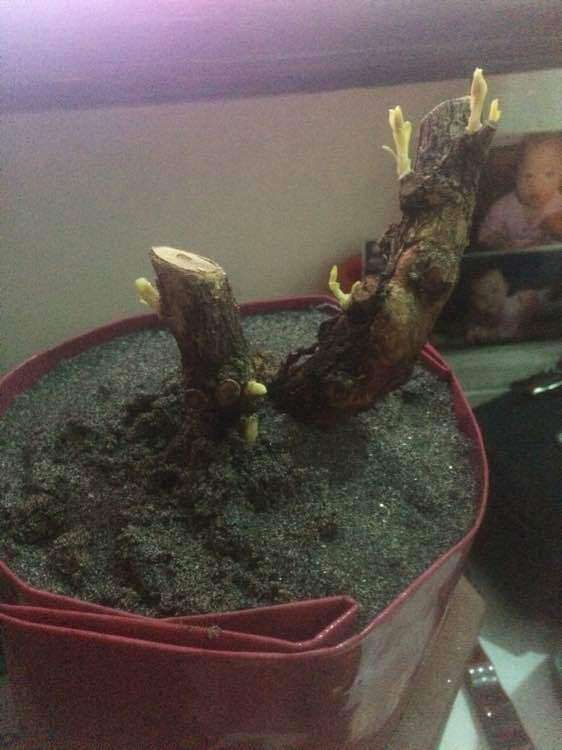 枸杞下山桩生桩发芽了