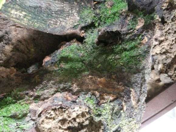 下山桩发芽后的朽木该怎么处理