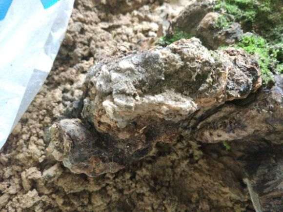 下山桩发芽后的朽木该怎么处理