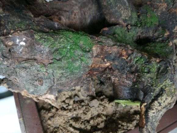 下山桩发芽后的朽木该怎么处理