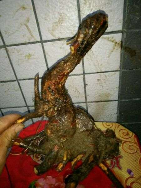 腊梅下山桩发芽了 舍利部位没来芽