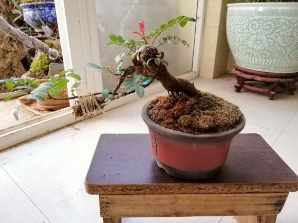 榕树下山桩的保鲜膜一周能拆了吗 图片