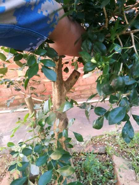 九里香下山桩怎么用保鲜膜包的方法 图片