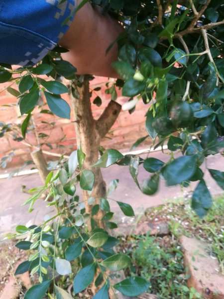 九里香下山桩怎么用保鲜膜包的方法 图片