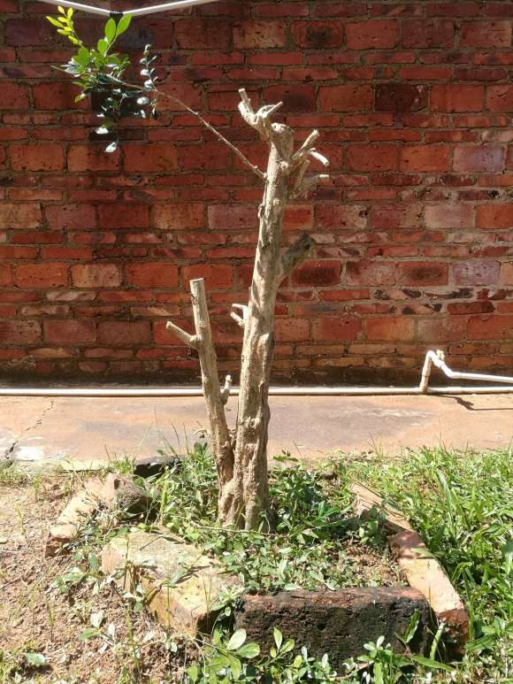 九里香下山桩怎么用保鲜膜包的方法 图片