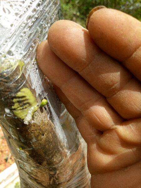 老鸦柿下山桩发芽了 用保鲜膜包住的