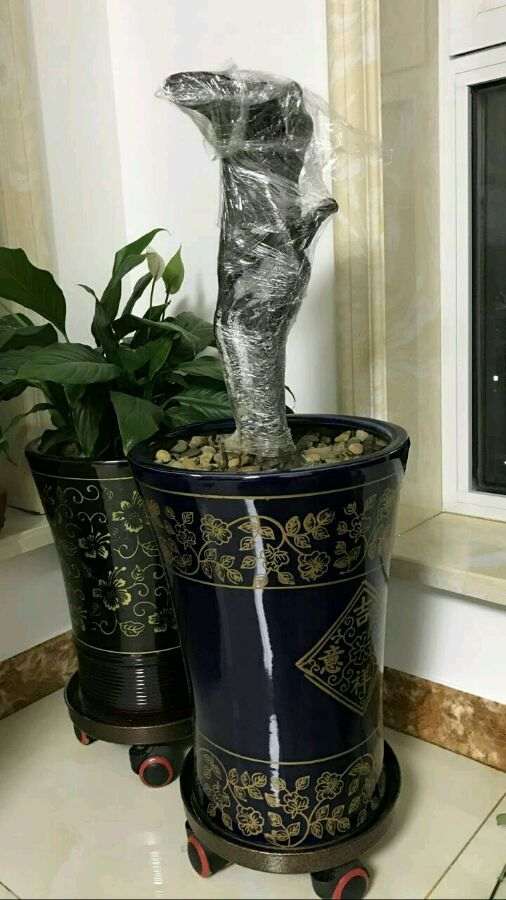 金弹子下山桩生桩发芽了