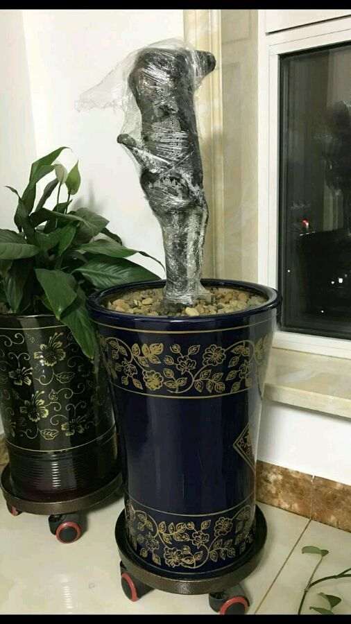 金弹子下山桩生桩发芽了